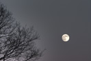 Baum Mond