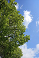 Baum vor Wolken