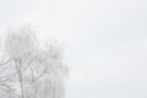 Birke Nebel