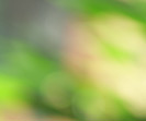 Grüner Hintergrund