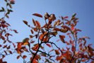Herbstliche Blätter