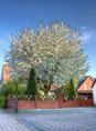 Kirschbaum