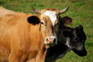 Kuh Kalb