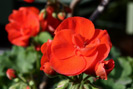 Rote Geranie
