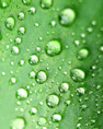 Tropfen / Regen auf Blatt