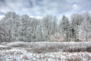 Wald Winter
